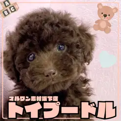 【 トイプードル 】超希少！ビターチョコのようなブラウントイプードルちゃん登場！