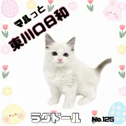 【 マルっと東川口日和No.125 】大人気猫種、激カワラグドールが仲間入り！