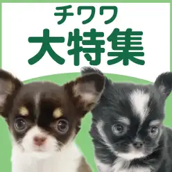【 チワワ特集 】12/11現在在店中の可愛い世界最小犬種!最新動画は必見!