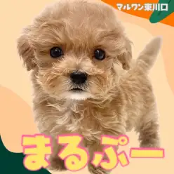 【 MIX 】激甘フェイスと激甘な性格のWパンチ!人気奮闘中のマルプー!