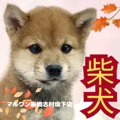 【 柴犬 】和犬代表！柴犬の男の子がマルワン志村坂下店に新しく仲間入りしました！