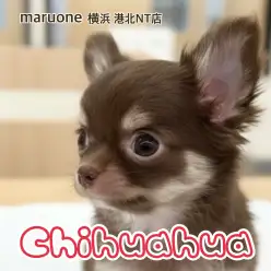 【 チワワ 】手のひらサイズの女の子！カカオ色の天使が仲間入り