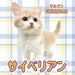 【 サイベリアン 】抜群にお顔が可愛いクリーム&ホワイトの男の子が浦和に登場