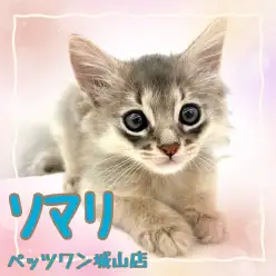 【 ソマリ 】抱っこ中も大好きフミフミする！フレンドリーな甘えんぼにゃんこ！