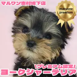 【 ヨークシャーテリア 】両親体重は2kg台！小さめヨーキーちゃんのご紹介！