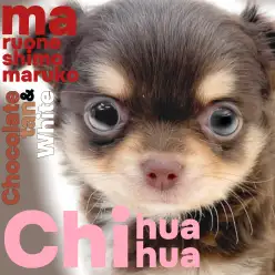 【 チワワ 】女の子らしい可愛さをぎゅっと詰め込んだ小さめサイズの王道チワワ！