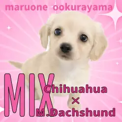 【 MIX 】大倉山店初登場のチワワ×Mダックスのイエローチワックスちゃん！