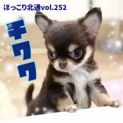 【 ほっこり北通vol.252 】魅惑のプレミアムわんこに認定！チワワの男の子！