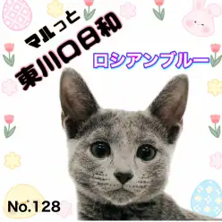 【 マルっと東川口日和No.128 】落ち着きと美しい瞳を誇るロシブルの女の子！