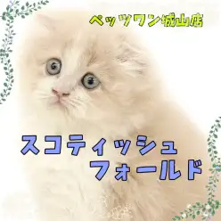 【 スコティッシュフォールド 】魅力が無限大!悶絶級に可愛いスコちゃん
