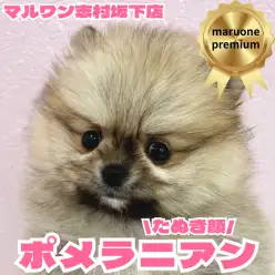 【 ポメラニアン 】マルワンプレミアムの称号を持ったたぬき顔ポメが板橋区に登場!