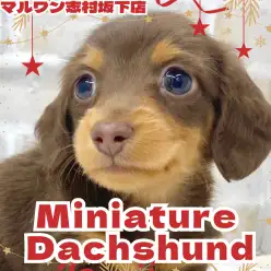 【 ミニチュアダックスフント 】童顔フェイスが可愛すぎるダックスくんが仲間入り！