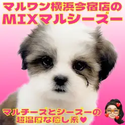 【 MIX 】マルチーズとシーズーのレアなハーフ犬!初心者必見の温厚な女の子!