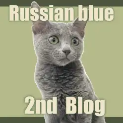 【 ロシアンブルー 】気品をまとったモデルボーイ!生後5ヶ月を迎えるロシちゃん!