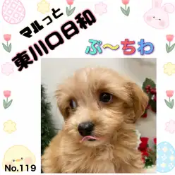 【 マルっと東川口日和No.119 】小さな体に大きな才能、自慢のプーチワ