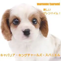 【 キャバリア 】優しく甘えん坊なブレンハイムの女の子!