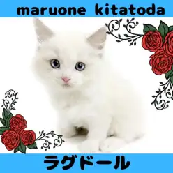【 ラグドール 】美しすぎる理想の白猫!ラグドールの男の子が仲間入り!