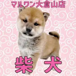 【 柴犬 】魅惑の3頭身ボディ！見事な真ん丸ドスコイ柴犬がやってきた！