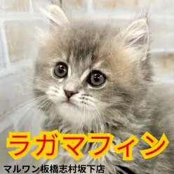 【 ラガマフィン 】ちいさな癒やしの天使ラガマフィンちゃんが志村坂下店に登場！