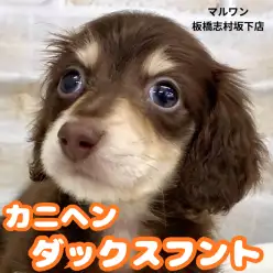 【 カニンヘンダックス 】困り顔のふわもこ天使、大人気のダックスくんが仲間入り！