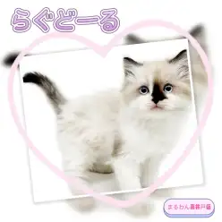 【 ラグドール 】芸術的な配色のシールポイントが可愛い男の子が東京都に降臨!