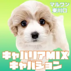 【 MIX 】注目度No.1!人気急上昇中のキャバリアMIXその名もキャバション