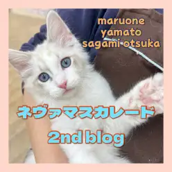 【 ネヴァマスカレード 】2026年の主役？レアで可愛い圧倒的人気者が大和市に！