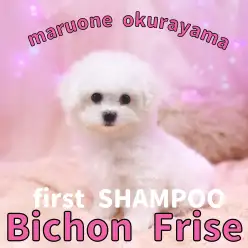 【 ビションフリーゼ 】1stシャンプーで更に純白に輝きを放ったビションちゃん!