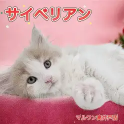 【 サイベリアン 】月齢3ヶ月の子猫が仲間入り!甘えん坊な男の子は最高の癒し系