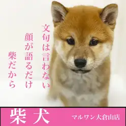 【 柴犬 】文句は言わない顔が語るだけ。柴子シャンプーデビュー！