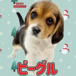 【 ビーグル 】大きな耳が魅力！愛らしい癒し系の女の子が埼玉浦和に登場
