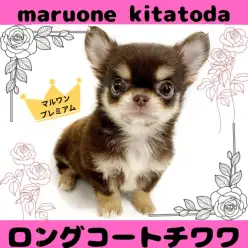 【 チワワ 】これぞプレミアムな可愛さ！チワワの男の子が北戸田店に仲間入り！