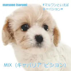 【 MIX 】キャバリア☓ビションフリーゼの男の子が横浜鶴見店に仲間入り!