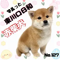 【 マルっと東川口日和No.127 】これぞ和犬美人！優しくて賢い赤柴犬が到来