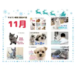 【 ブログリスト 】マルワン港北NT店11月のブログ記事まとめ