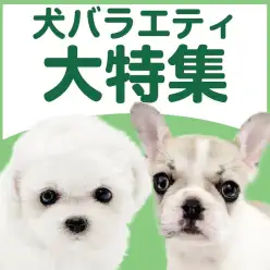 【 犬バラエティ特集 】12/25現在在店中の個性豊かなわんこたち！最新動画付き