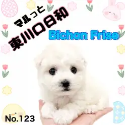 【 マルっと東川口日和No.123 】爽やかな純白の癒し系ビションちゃんが仲間入り