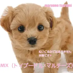 【 MIX 】マルプー!トイプードル×マルチーズの人気犬種が仲間入り!