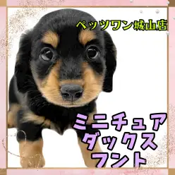 【 ミニチュアダックスフント 】全てがパーフェクト！とってもキュートな女の子