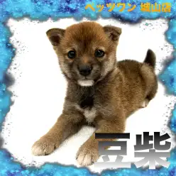 【 豆柴 】誰もを惹きつける魅力たっぷりの豆柴ちゃんの登場