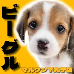 【 ビーグル 】癒しオーラを纏ったルックスに天真爛漫で無邪気な性格の女の子