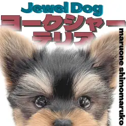 【 ヨーキー 】愛らしいルックスと愛情深さに注目のヨークシャーテリアの女の子!