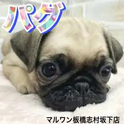 【 パグ 】きゅるんと輝く瞳が可愛さ倍増！パグの女の子が志村坂下店に新しく登場！