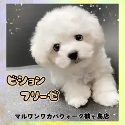 【 ビションフリーゼ 】天性のコミュ力の持ち主!両親が小さめの男の子