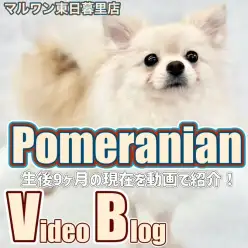 【 ポメラニアン 】生後9か月を迎えたホワイトポメラニアンの成長blog！