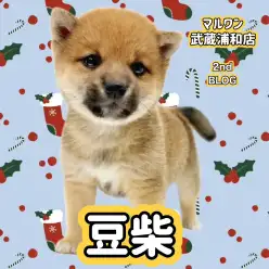 【 豆柴 】KCジャパン公認赤豆柴！穏やかで小柄な男の子が埼玉浦和に登場