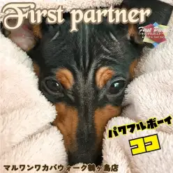 【 ファーストパートナー 】ワカバウォーク鶴ヶ島店スタッフ町田の愛犬物語!