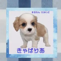 【 キャバリア 】穏やかで甘えん坊！高井戸店に最高の相棒が登場