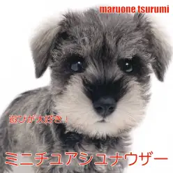 【 ミニチュア・シュナウザー 】遊び上手でしつけやすいソルト&ペッパーカラーの女の子!