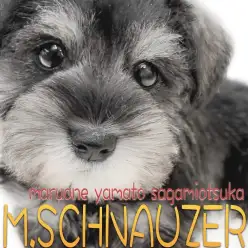 【 シュナウザー 】初心者でもお任せあれ！可愛いルックスと仕草に大注目の女の子！